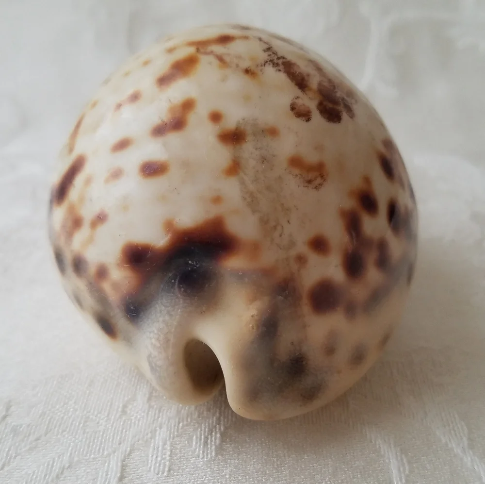 Beautiful Natural Sea Shell - Picture 3 of 7